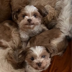 シーズーシニア犬　10歳〜12歳