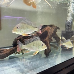 レッドゲオフォーガス3匹セット