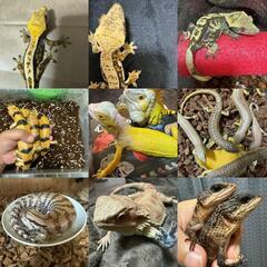 🦎爬虫類専門ライングループ　　　　　LINEOpenCha…