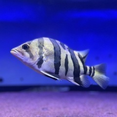 ダトニオ