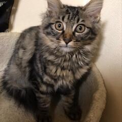 3ヶ月の子猫ちゃん