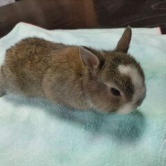 4月上旬生まれの赤ちゃんうさぎ(色 チェスナット)