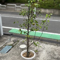 ①観葉植物　ラフランス　156cm