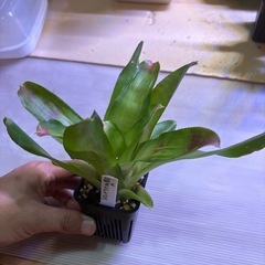 ネオレゲリア　Ａ　観葉植物