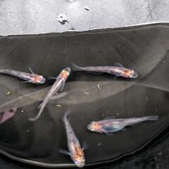 （決まりました）烏城三色メダカ親用2ペア+♂1の画像