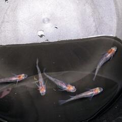 （決まりました）烏城三色メダカ親用2ペア+♂1