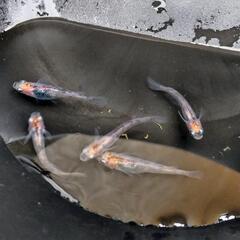 （決まりました）烏城三色メダカ親用2ペア+♂1の画像