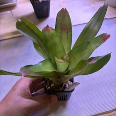 ネオレゲリア　C 観葉植物