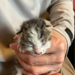 子猫の里親を探しています