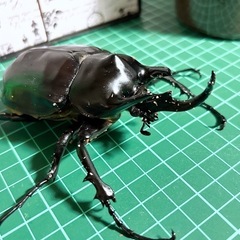 【即ブリ】レックスゾウカブト ♂単