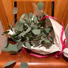 ユーカリポポラスの画像