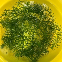 【無料】アナカリス 水草 あげます