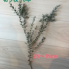 ②ユーカリ　切り枝10本の画像