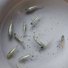 メダカ【ヒミツヘイキブルー】　産卵中  12匹   1500円