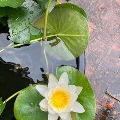 睡蓮　アルバ2個セット