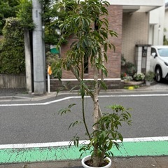 ②観葉植物　シェフレラ　220cm