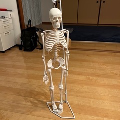 人体模型