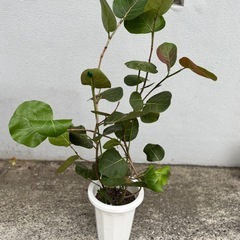 ③観葉植物　シーグレープ　112cm