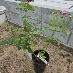 【半額以下】薔薇苗　モン・プレジール　香り🌹🌹🌹　バラ鉢植えの画像