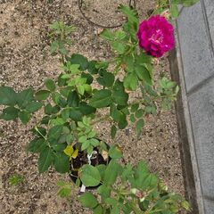 【半額以下】薔薇苗　モン・プレジール　香り🌹🌹🌹　バラ鉢植えの画像