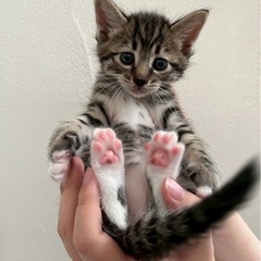 【里親募集】5月20日に生後2週間程の子猫4匹保護しました🐱