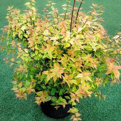 アベリア　苗の画像