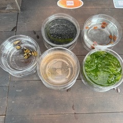 ミジンコ、水草、ラムズ、エビ、ヒメタニシ