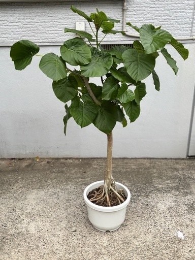 ④観葉植物　ウンベラータ　132cm