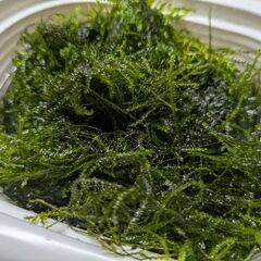 水草：ウィローモス　〔検索用⇒アクアリウム／熱帯魚／水槽〕