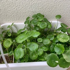 ウォーターコイン④の画像
