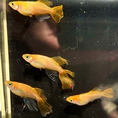 【不死鳥 めだか】成魚2ペア