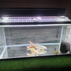 【本日限定値下げ】90センチ　水槽