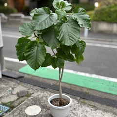 ⑤観葉植物　ウンベラータ　143cm