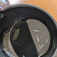 メタルクウラメダカ10匹　2000円
