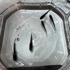 オロチめだか
