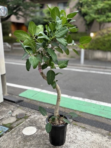 ⑥観葉植物　ゴムの木(ベンガル）179cm