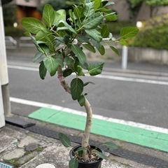 ⑥観葉植物　ゴムの木(ベンガル）179cm