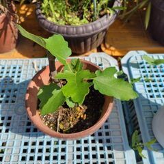 無花果の苗木です。の画像
