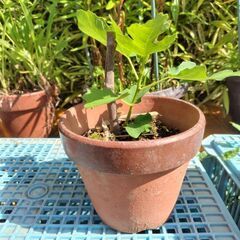無花果の苗木です。の画像