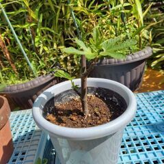 無花果の苗木です。の画像