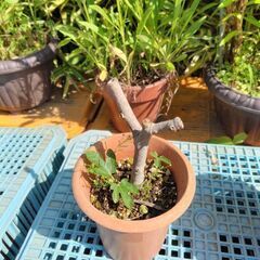 無花果の苗木です。の画像