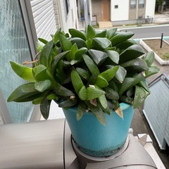 再値下げ】【多肉植物】ハオルチアの子株いっぱい付きの鉢ごと、差し...