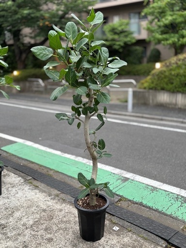 ⑦観葉植物　ゴムの木（ベンガル） 197cm