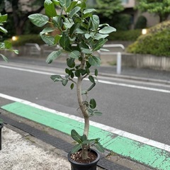 ⑦観葉植物　ゴムの木（ベンガル） 197cm