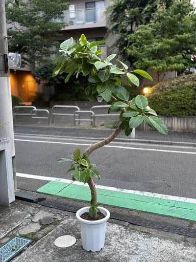 ⑧観葉植物　ゴムの木(アルテシーマ)　約200cm