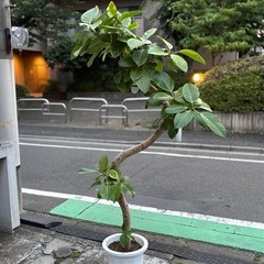 ⑧観葉植物　ゴムの木(アルテシーマ)　約200cm