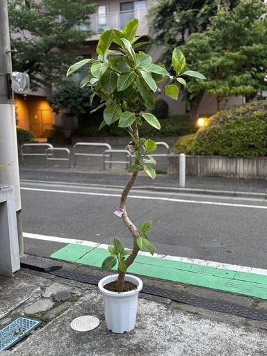 ⑨観葉植物　ゴムの木(アルテシーマ) 　約200cm