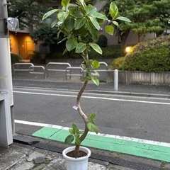 ⑨観葉植物　ゴムの木(アルテシーマ) 　約200cm