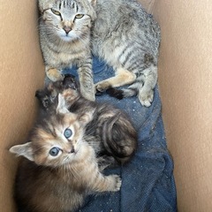 里親募集中です。お母さんと子猫1匹　写真追加しました - 里親募集