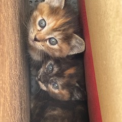 里親募集中です。お母さんと子猫1匹　写真追加しました − 徳島県